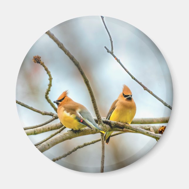 Íman Cedar Waxwing - Foto Original (Frente)