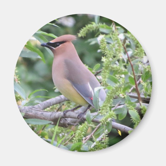 Íman Cedar Waxwing Magnet (Frente)