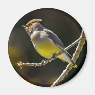 Íman Cedar Waxwing Songbird Original Foto de Pássaro Se