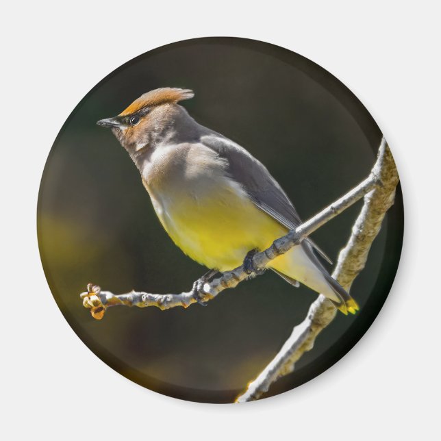 Íman Cedar Waxwing Songbird Original Foto de Pássaro Se (Frente)