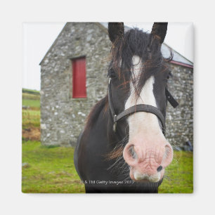 Íman Celeiro do cavalo e da pedra em Inglaterra rural