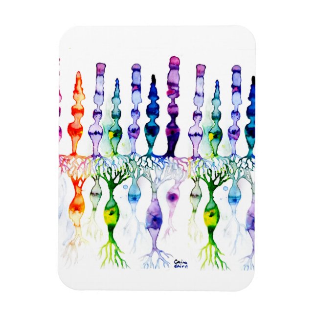 Íman Células de cone e neurônio bipolar da retina (Vertical)