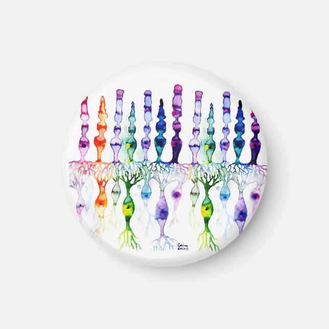 Íman Células de cone e neurônio bipolar da retina (Frente)