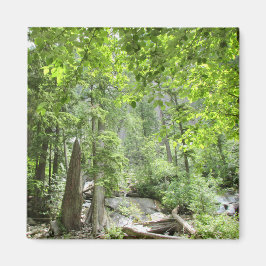 Íman Cena da Floresta Verde Mágica.