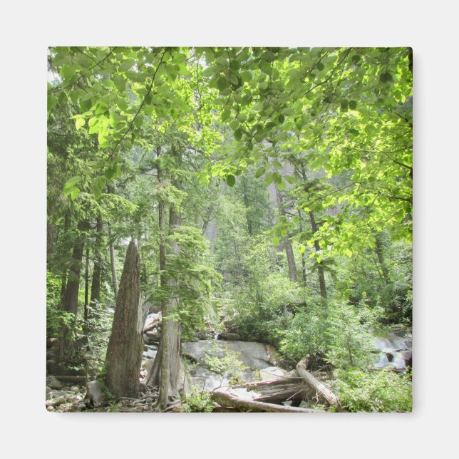 Íman Cena da Floresta Verde Mágica. (Frente)