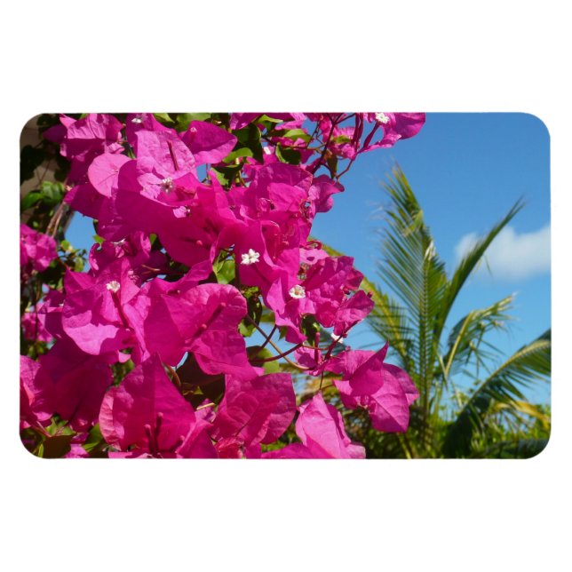 Íman Cena da Natureza Tropical de Bougainvillea e Palm  (Horizontal)