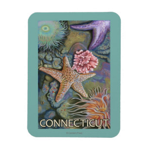 Íman Cena de ConnecticutTidepool