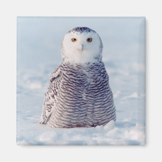 Íman Cena de inverno de Snowy Owl no Alasca (Frente)