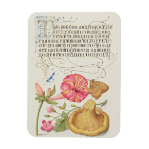 Íman Cena de jardim com flores, borboleta e cogumelo