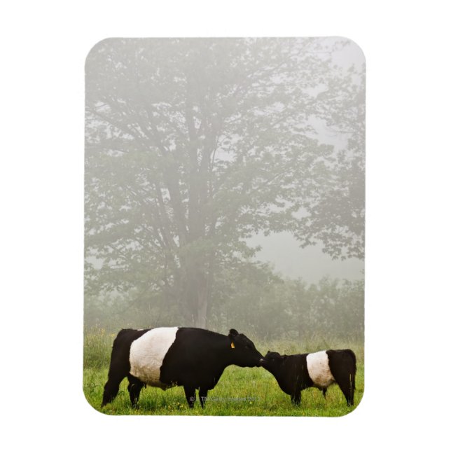 Íman Cena de névoa de vaca galloway cintilante a mimand (Vertical)