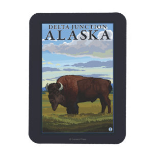 Íman Cena do bisonte - junção do delta, Alaska
