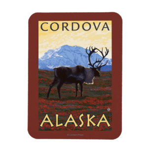 Íman Cena do caribu - Cordova, Alaska