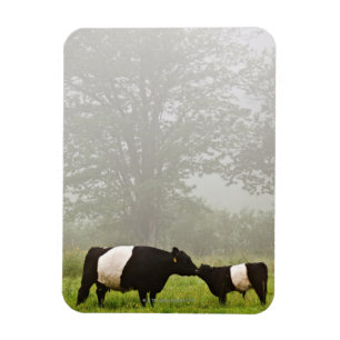 Íman Cena enevoada da vaca cercada de Galloway que sere