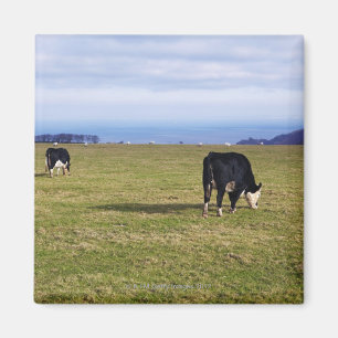 Íman Cena pastoral das vacas na negligência do campo