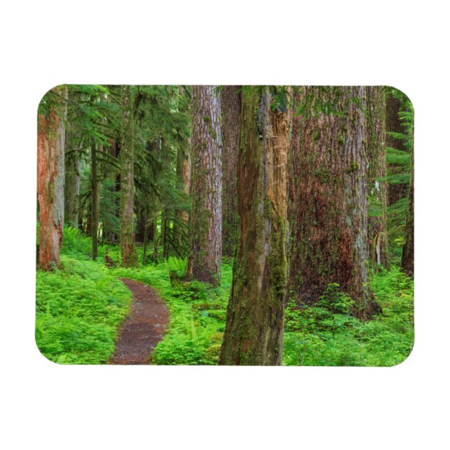 Íman Cenário de floresta primária (Horizontal)