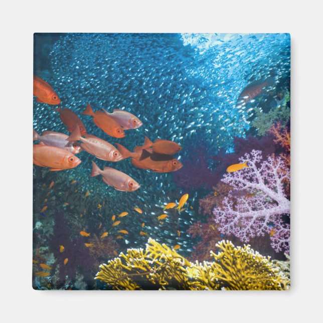 Íman Cenário de recifes de coral | Olhos De Bigão Ou De (Frente)