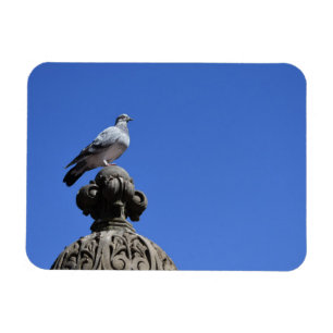 Íman Central Park Pigeon Blue Sky Nova Iorque Pird
