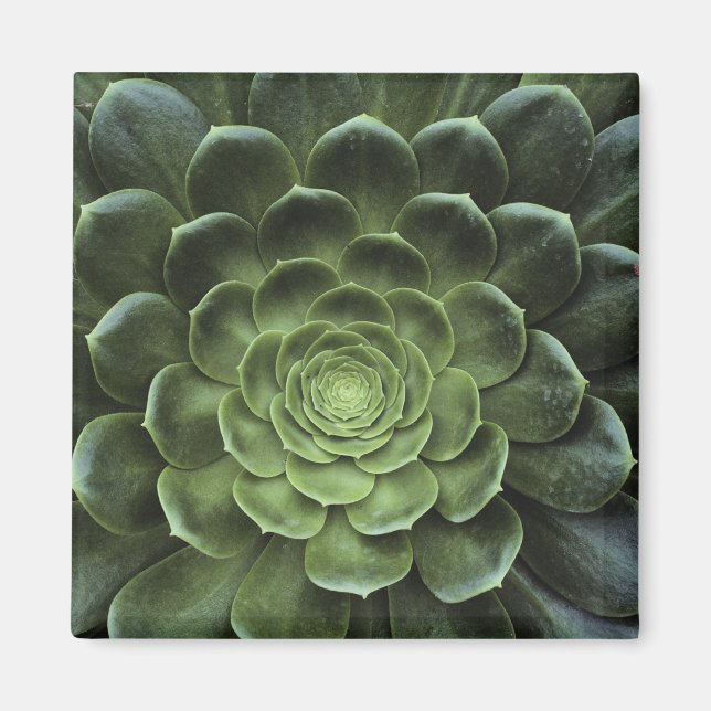 Íman Centro de Cactus (Frente)