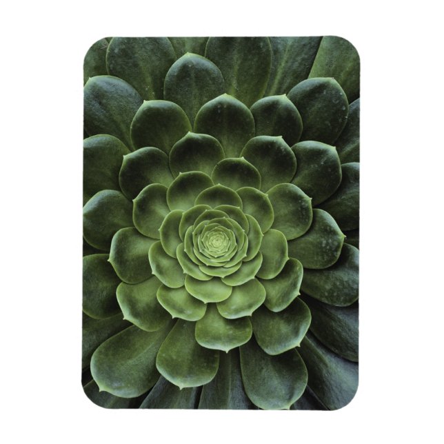 Íman Centro de Cactus (Vertical)