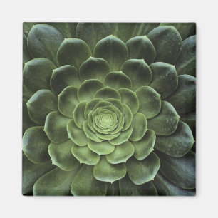 Íman Centro do cacto