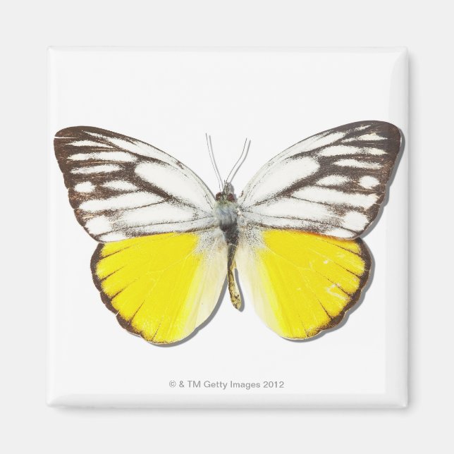 Íman Cepora aspasia (Frente)