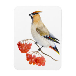 Íman Cera de aves da floresta aquosa