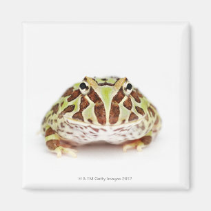 Íman Ceratophrys Cranwelli, o sapo Horned de Cranwell,