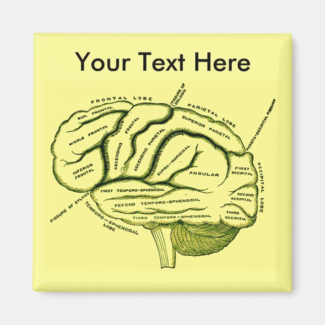 Íman Cérebro Humano (Frente)