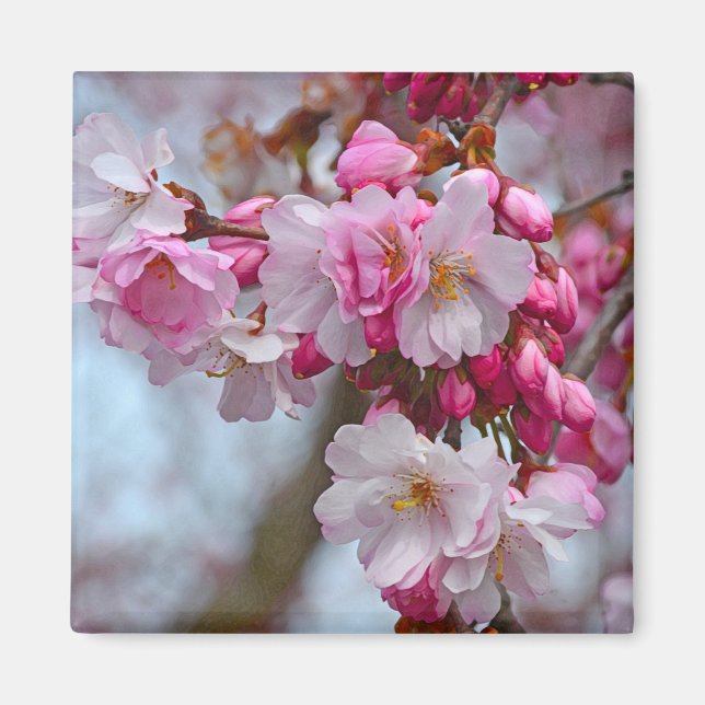 Íman Cereja rosa floresce (Frente)