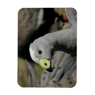 Íman Cereopsis novaehollandiae ou Cape Barren Goose