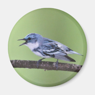 Íman Cerulean Warbler