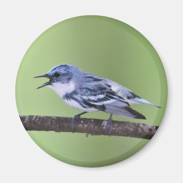 Íman Cerulean Warbler (Frente)