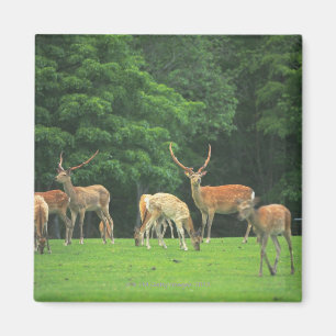 Íman Cerveja Sika em pé na clareira