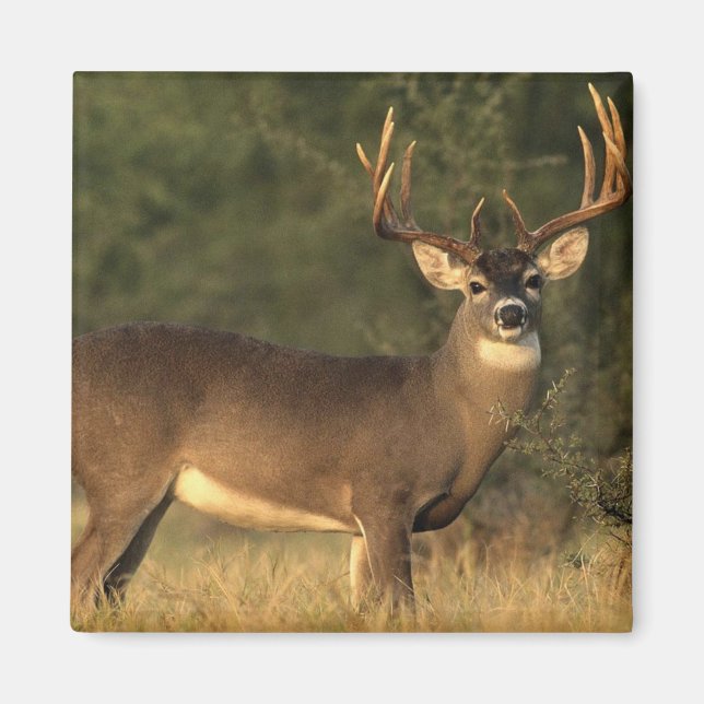 íman cervo (Frente)