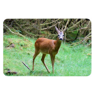 Íman Cervo macho impressionante em alerta em ambiente f