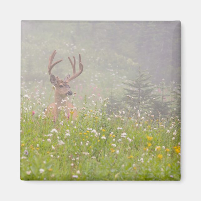 Íman Cervo Macho | Parque Nacional Mount Rainier (Frente)