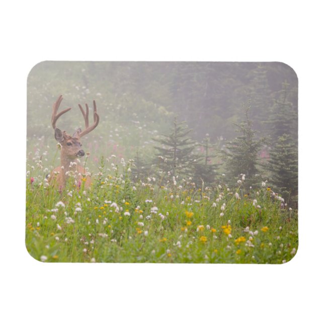 Íman Cervo Macho | Parque Nacional Mount Rainier (Horizontal)