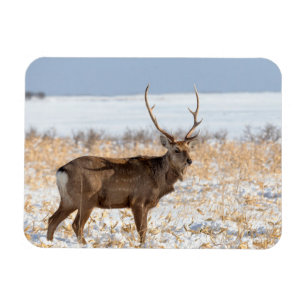 Íman Cervo Sika em um Campo Nevado Japão