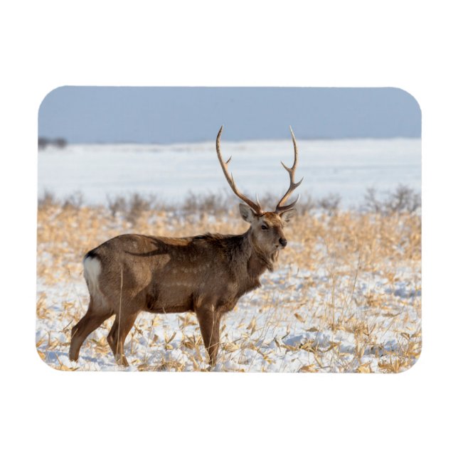 Íman Cervo Sika em um Campo Nevado | Japão (Horizontal)