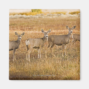 Íman Cervos de mula (hemionus do Odocoileus) um na