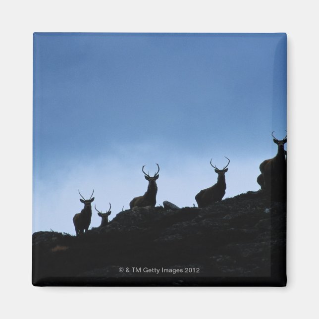 ÍMAN CERVUS ELAPHUS (CERVUS ELAPHUS) ESCASADO CONTRA (Frente)