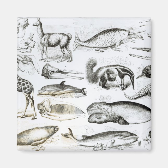 Íman Cetacea Edentata (Frente)