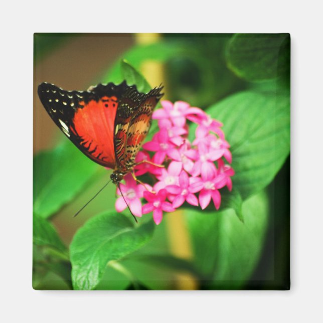 Íman Cethosia biblis Magnet (Frente)