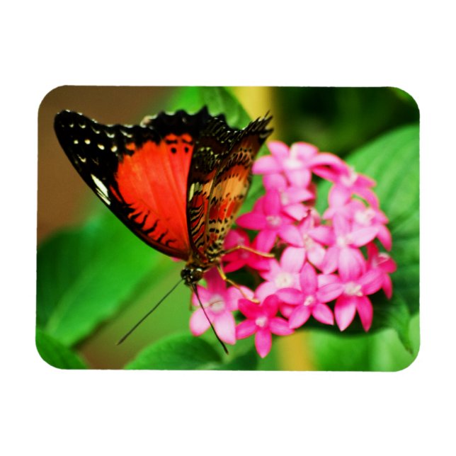 Íman Cethosia biblis Premium Magnet (Horizontal)