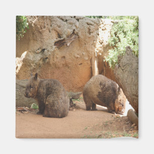 Íman Céu de Wombat