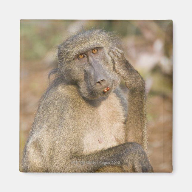 Íman Chacma Baboon (Papio ursinus) a coçar (Frente)