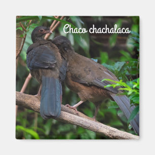 Íman Chaco chachalaca