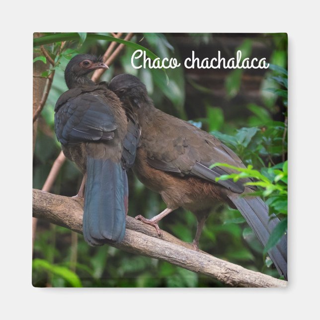 Íman Chaco chachalaca (Frente)