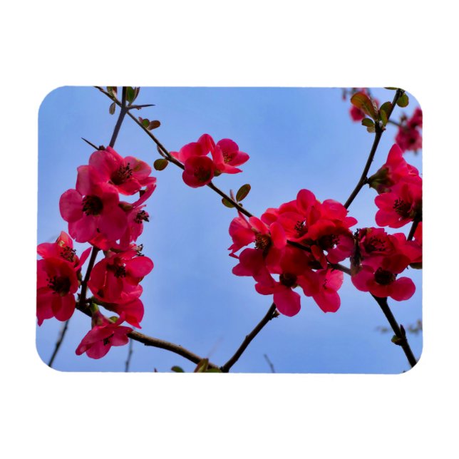 Íman Chaenomeles speciosa (Horizontal)