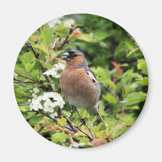 ÍMAN CHAFFINCH (Frente)